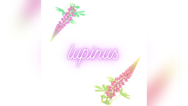 Lupinus（ルピナス）